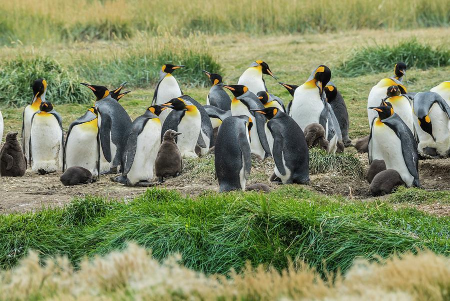Penguin Colony, Chile Digital Art by Heeb Photos