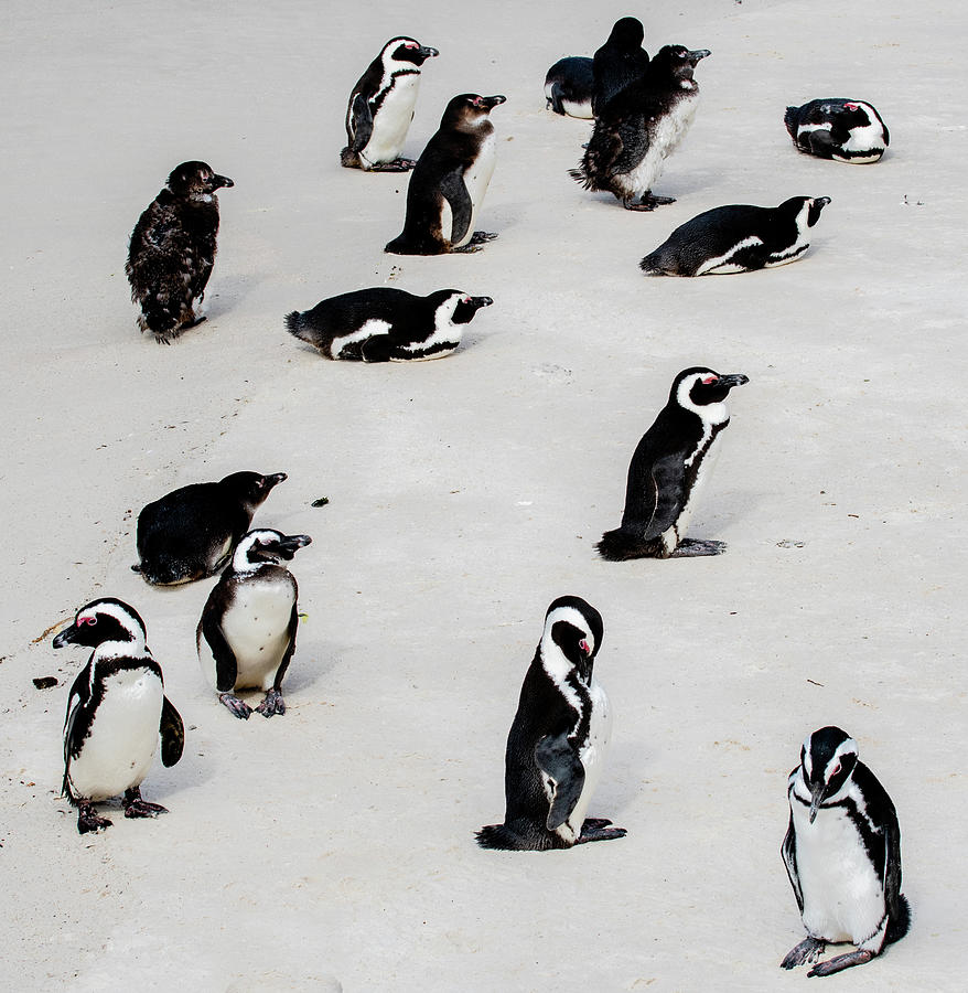 Penguin Colony of Boulders Beach Photograph by Marcy Wielfaert