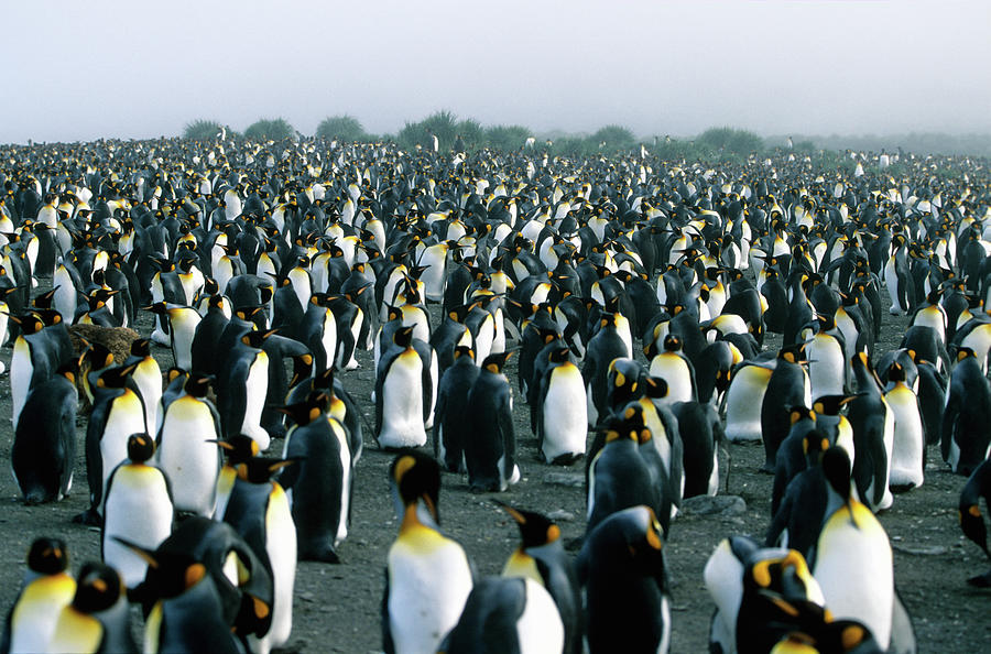 Penguin Colony Photograph by Wdj