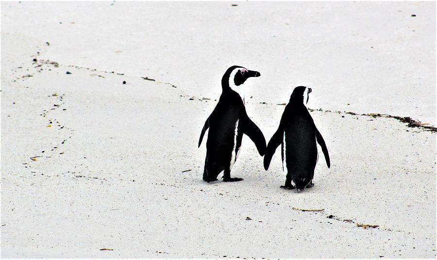 Penguin Photograph - Penguin Couple by FD Graham