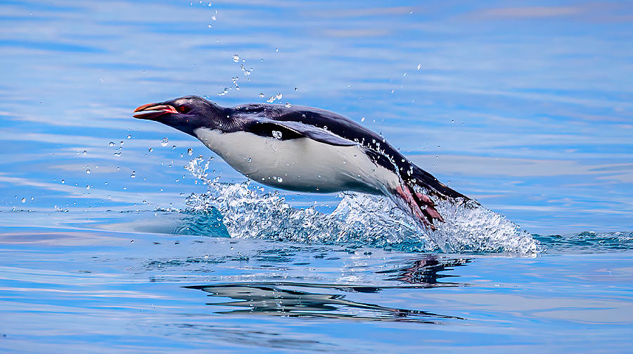 Penguin Jumping Photograph by Ning Lin