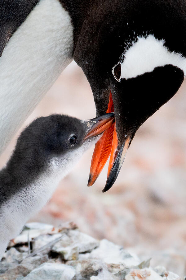 Parenthood Movie Photograph - Penguin Kiss by Siyu And Wei Photography