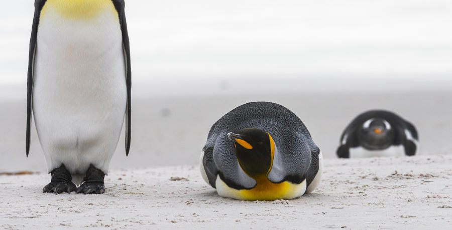 Penguin Photograph - Penguin Look by Miquel Angel Arts Illana