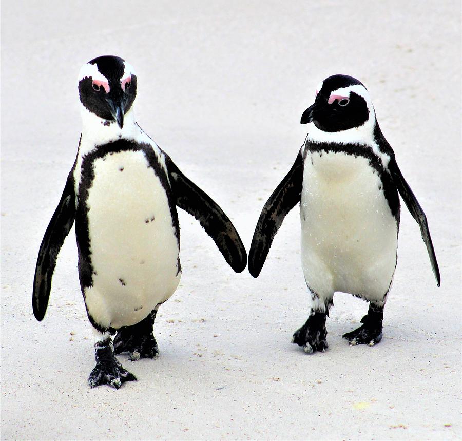Penguin Pair Photograph by FD Graham
