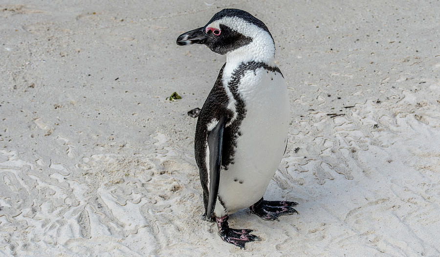 Penguin Perfection Photograph by Marcy Wielfaert
