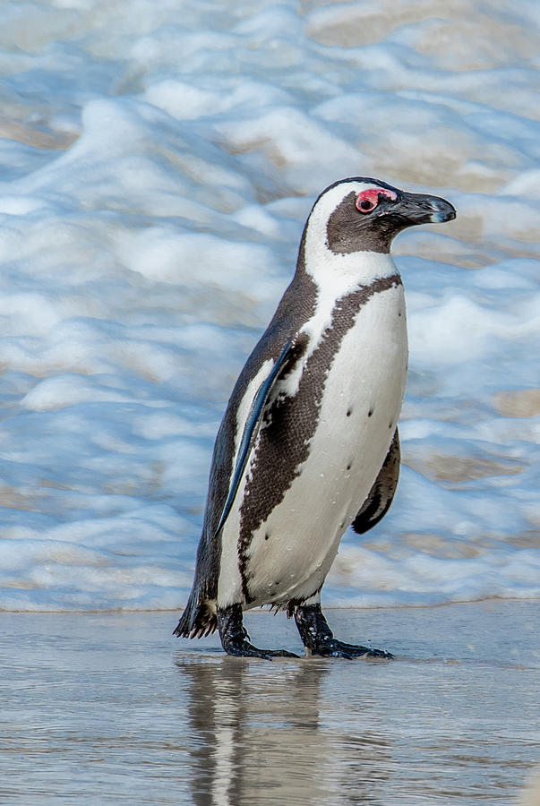 Penguin Portrait Photograph by Marcy Wielfaert