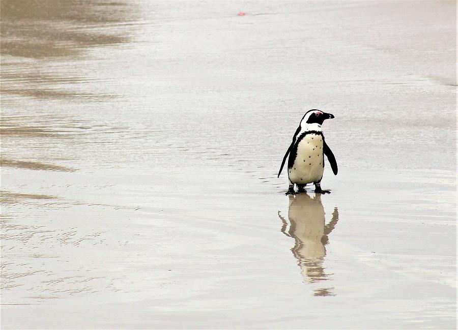Penguin Reflection Photograph by FD Graham