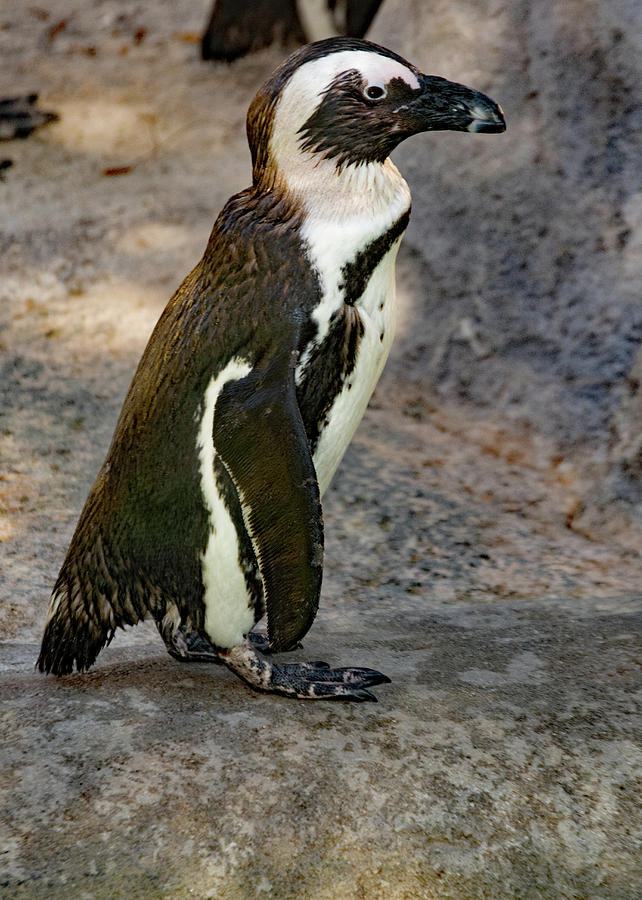 Penguin Thinker Photograph by Margaret Zabor