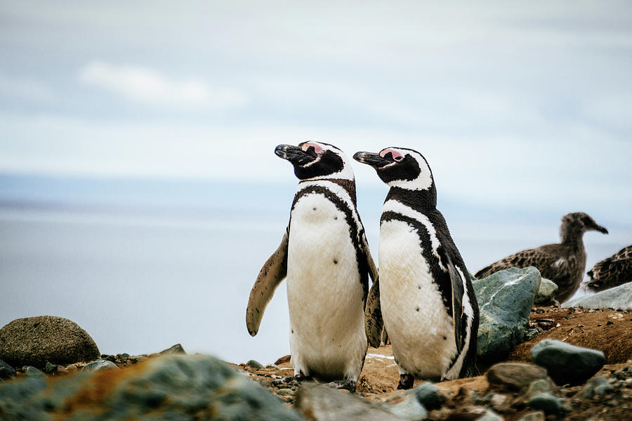 Penguins at Magdalena Island in Chile Photograph by Kamran Ali - Fine ...