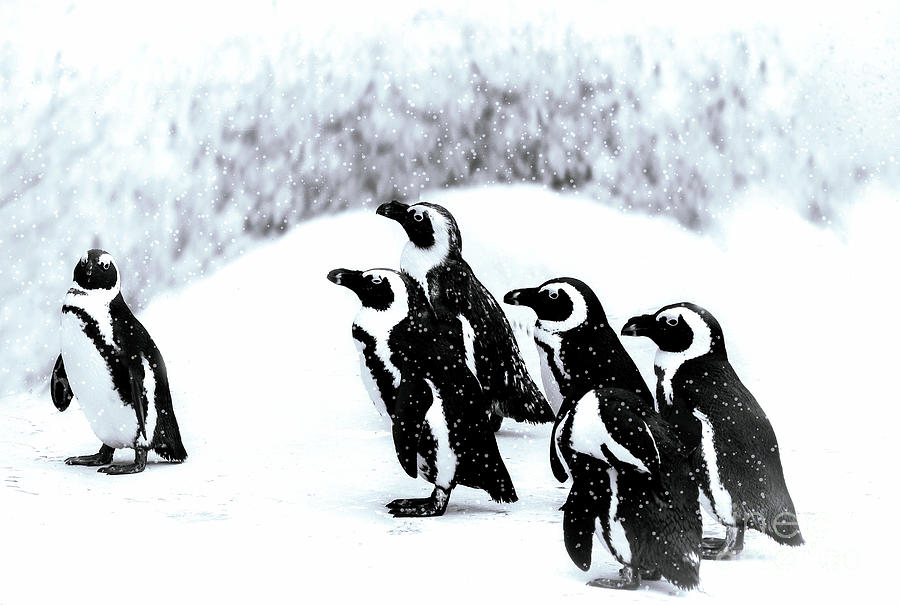 Penguins in Snow Photograph by Elaine Manley