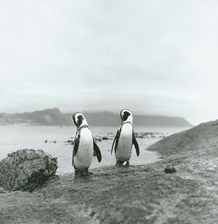 Penguins Photograph by Julien Capmeil
