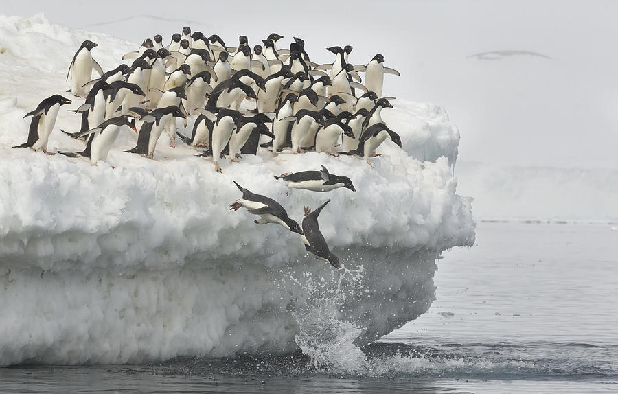 Penguin Photograph - Penguins Jumping by Joan Gil Raga