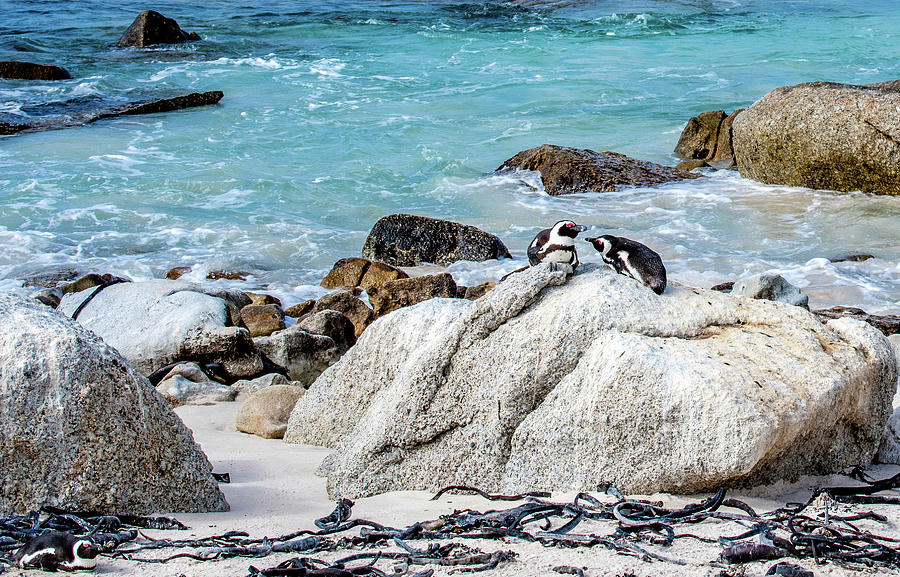 Penguins of Boulders Beach Photograph by Marcy Wielfaert