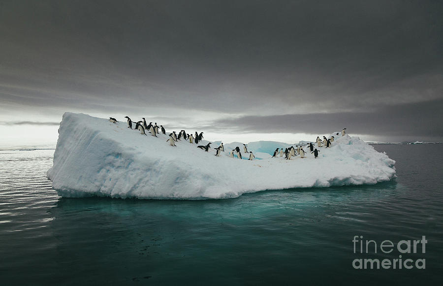Penguins On An Iceberg In The Sea Photograph by David Merron