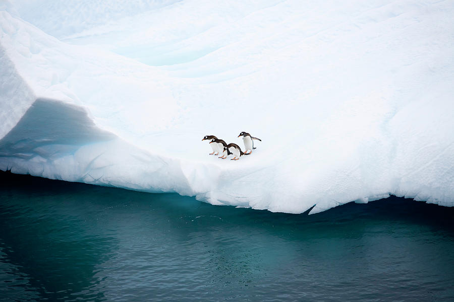 Penguins On Iceberg Antarctica Photograph by Mlenny