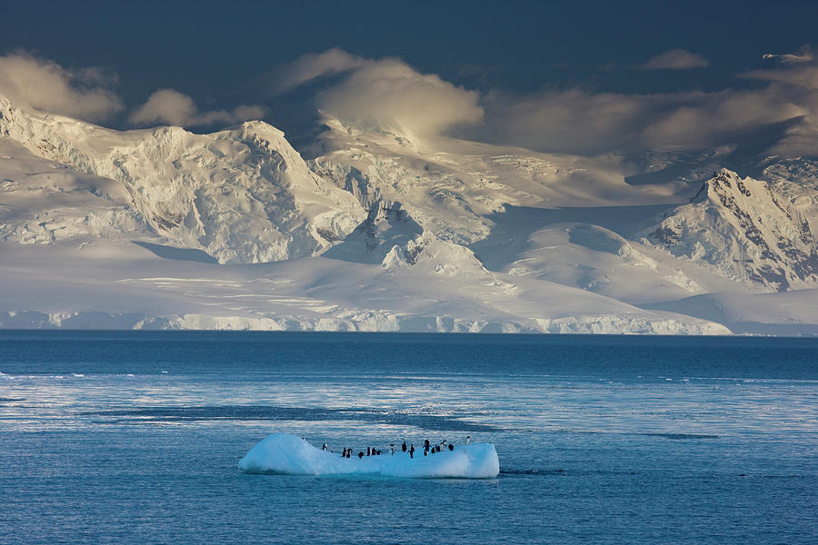 Penguins On Lone Iceberg With Mountain Photograph by Darrell Gulin