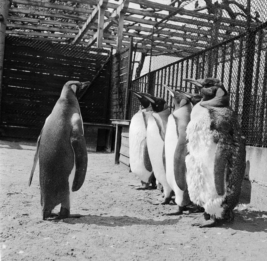 Penguins On Parade Photograph by Dennis Rowe