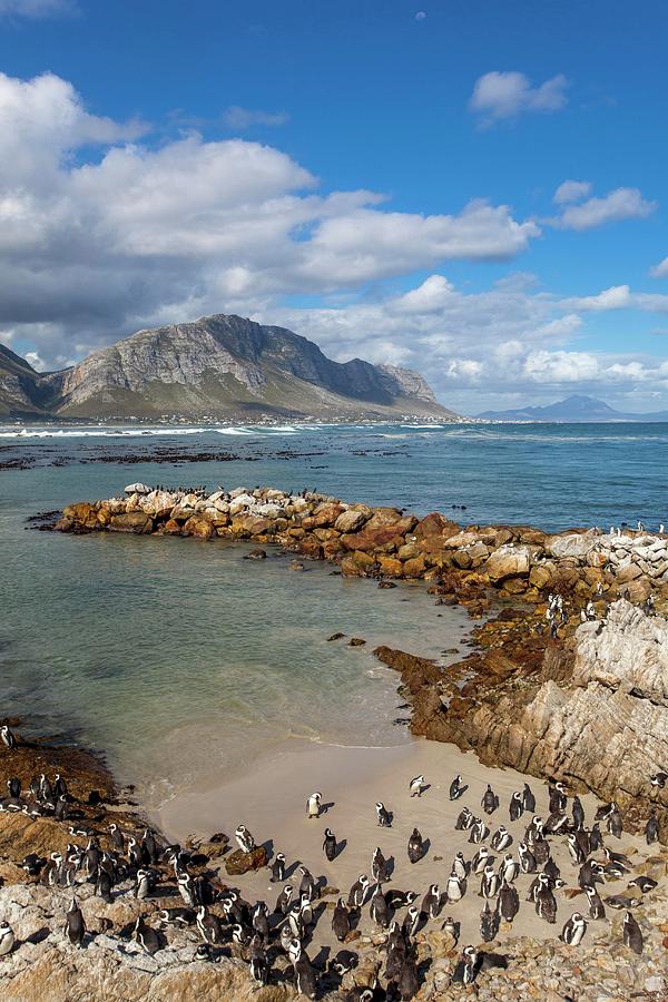Penguins On The Cape bettys Bay, South Africa Photograph by Jalag / Walter Schmitz