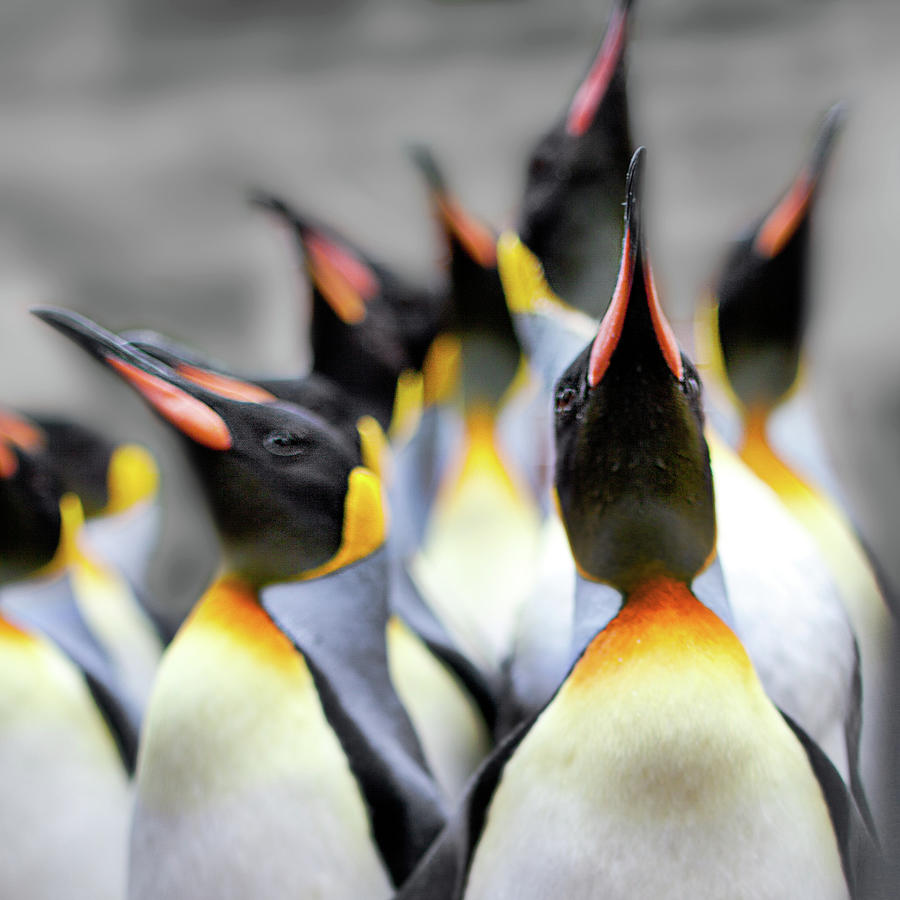 Penguins Posing Chin Up, Chest Out Photograph by Image By Chris Frank
