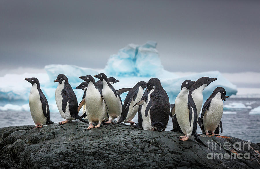 Penguins Standing On A Rock In The Photograph by David Merron