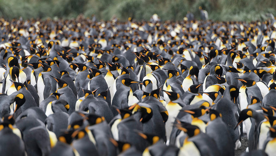 Wildlife Photograph - Penguinscape by Alex Lapidus