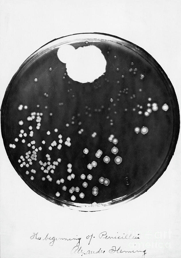 Penicillin And Staphylococci In A Petri Photograph by Bettmann