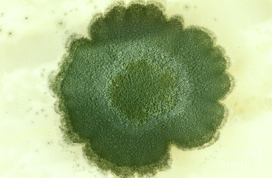 Penicillium Colony Photograph By Dr Keith Wheelerscience Photo Library