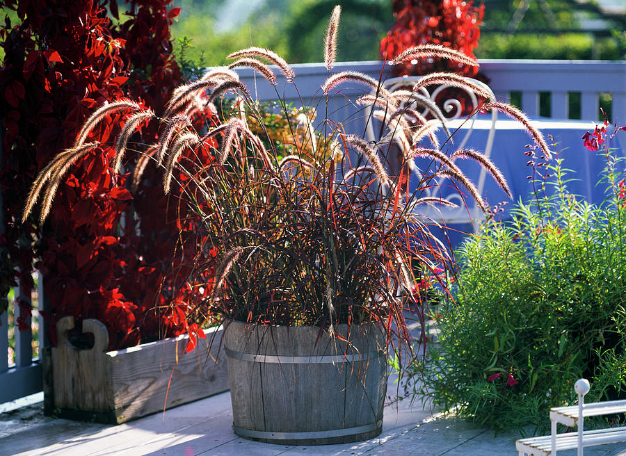 Pennisetum Setaceum 'rubrum' red Feather Grass Photograph by Friedrich ...