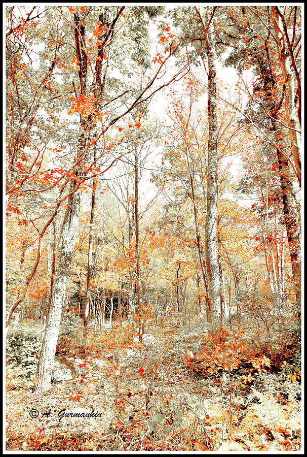 Pennsylvania Autumn Forest Interior Photograph by A Macarthur Gurmankin