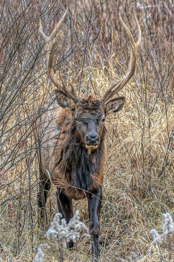 Pennsylvania Elk #2 Photograph by Wade Aiken