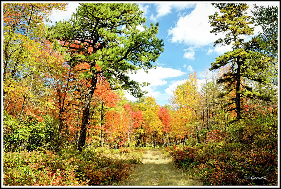 Pennsylvania Forest in Autumn, Pocono Mountains Photograph by A Macarthur Gurmankin