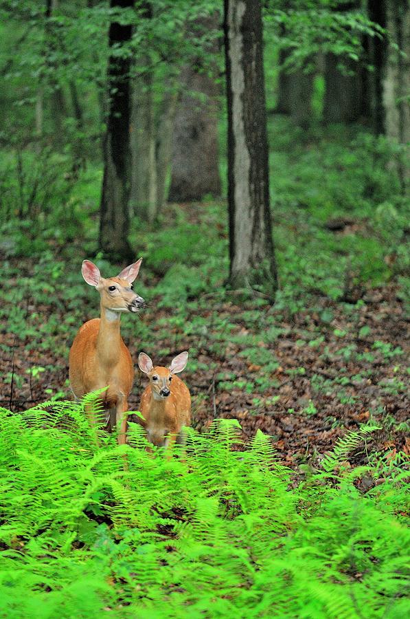 animals in pennsylvania forests