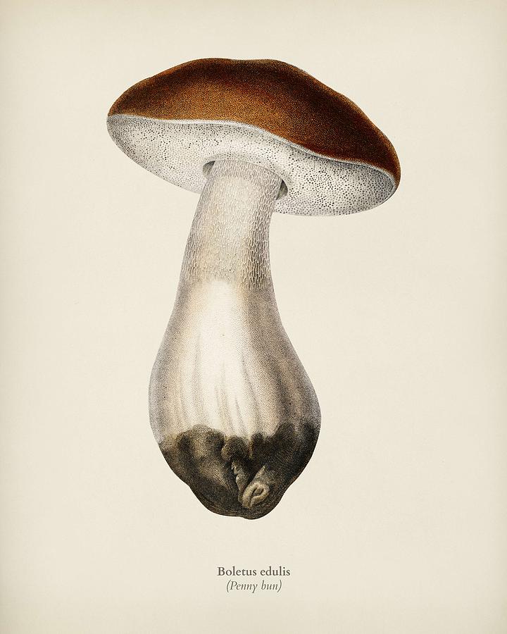 Penny bun   Boletus eduli s  illustrated by Charles Dessalines D  Orbigny  1806 1876  Painting by Celestial Images