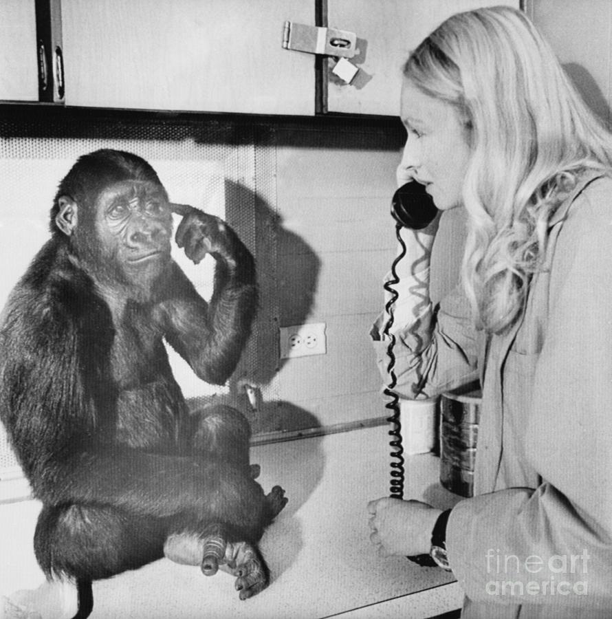 Penny Patterson With Koko The Gorilla Photograph by Bettmann