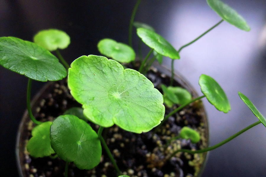 Pennywort Herb Photograph by Andy Qiang