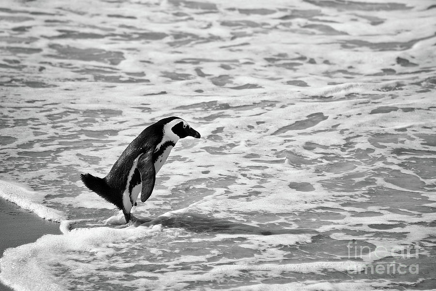 Penguin on a beach - Bath time Photograph by Delphimages Photo Creations