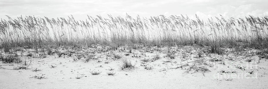 Pensacola Beach Beachscape Black and White Panorama Photo Photograph by Paul Velgos