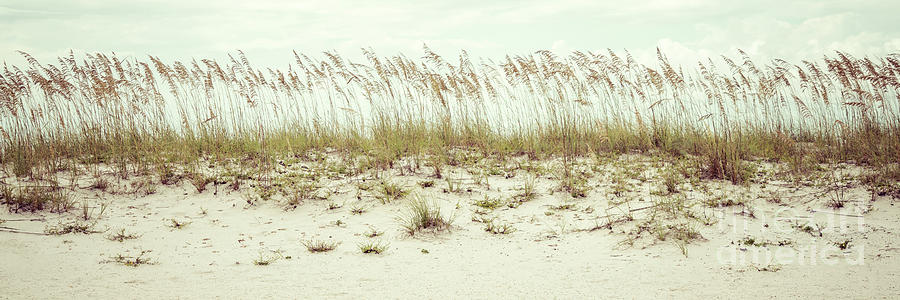 Pensacola Florida Beach Grass Beachscape Panorama Photo Photograph by Paul Velgos