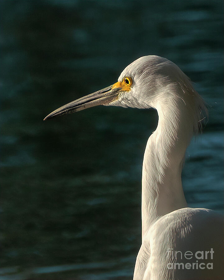 Pensive Egret Photograph by Priscilla Burgers
