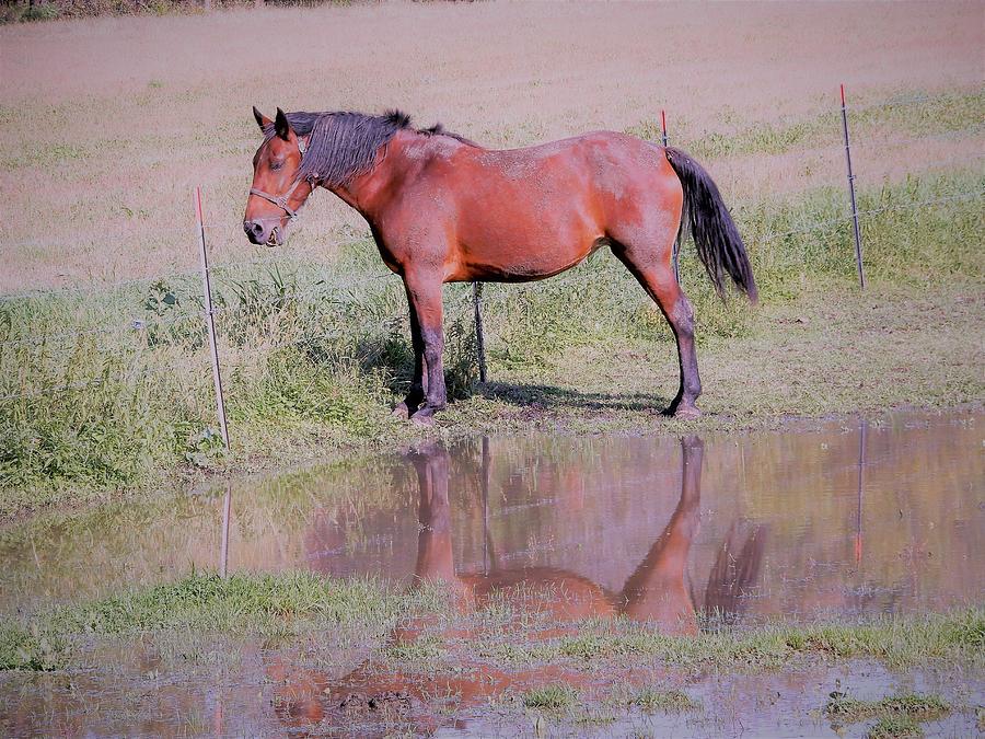 Horse Photograph - Pensive Horse by Tina M Wenger