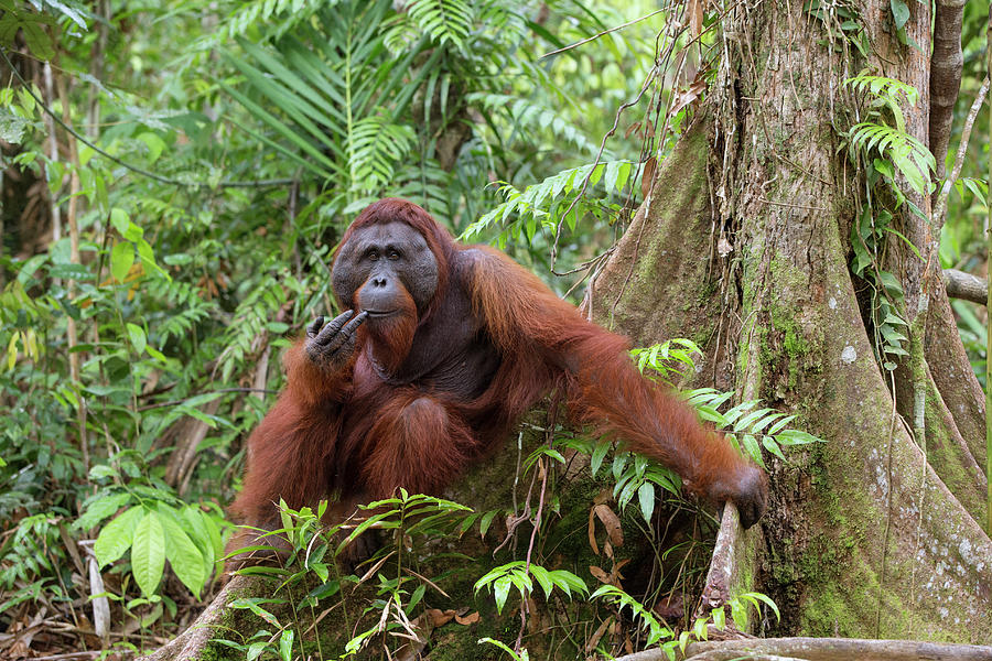 Pensive Orangutan In Rainforest Photograph by Suzi Eszterhas