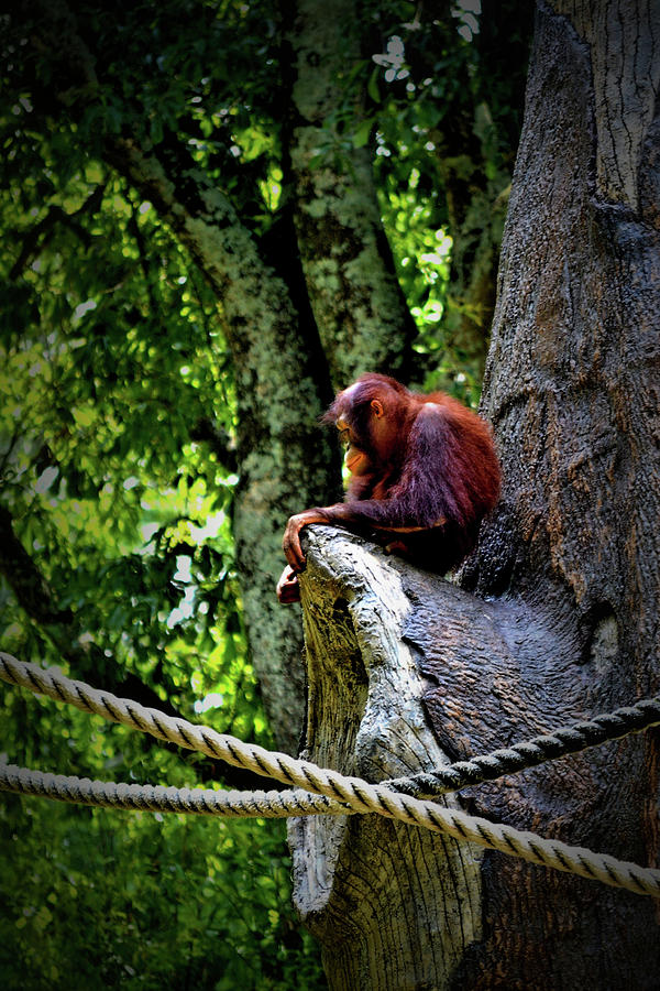 Pensive Orangutan Photograph by Tara Potts