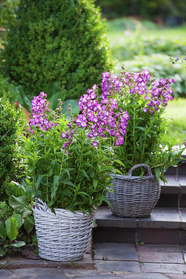 Penstemon purple Passion Planted In Baskets Photograph by Friedrich Strauss