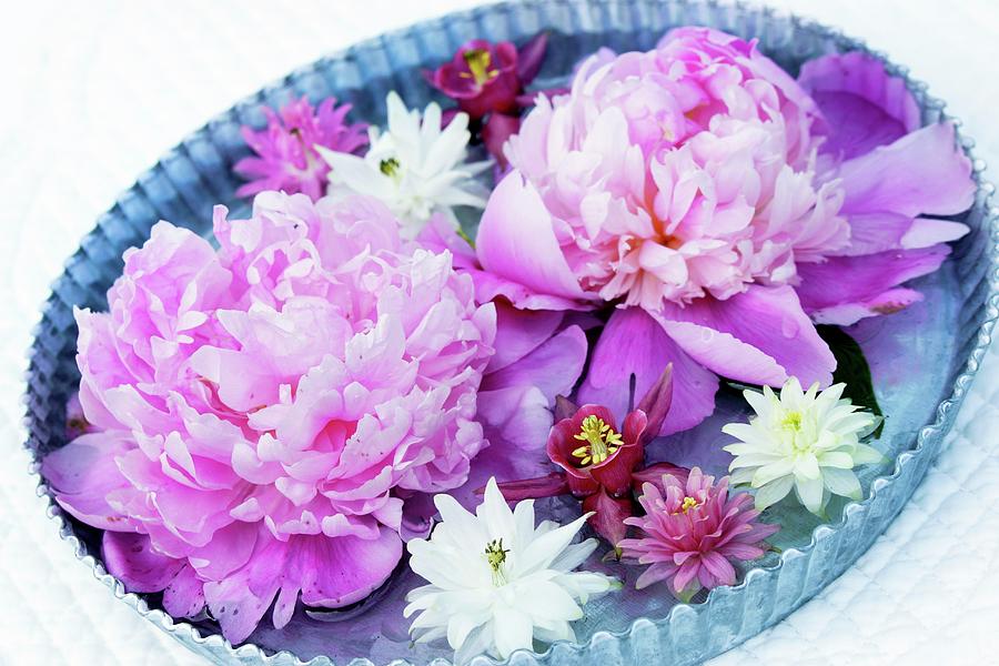 Peonies & Aquilegia Flowers Floating In Bowl Of Water Photograph by Angelica Linnhoff