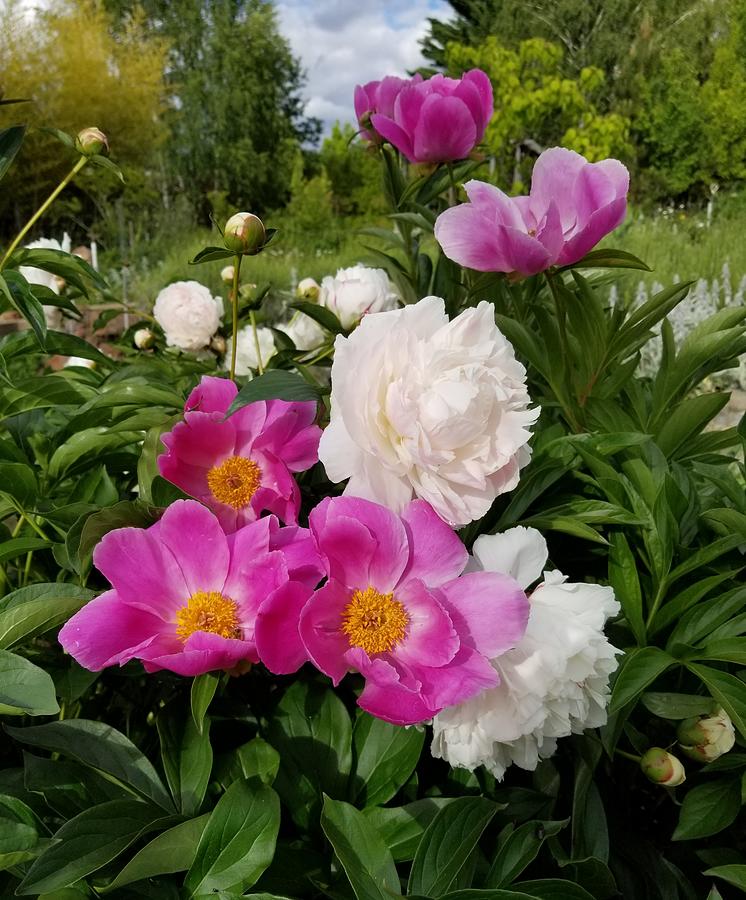 Peonies Before The Storm Photograph