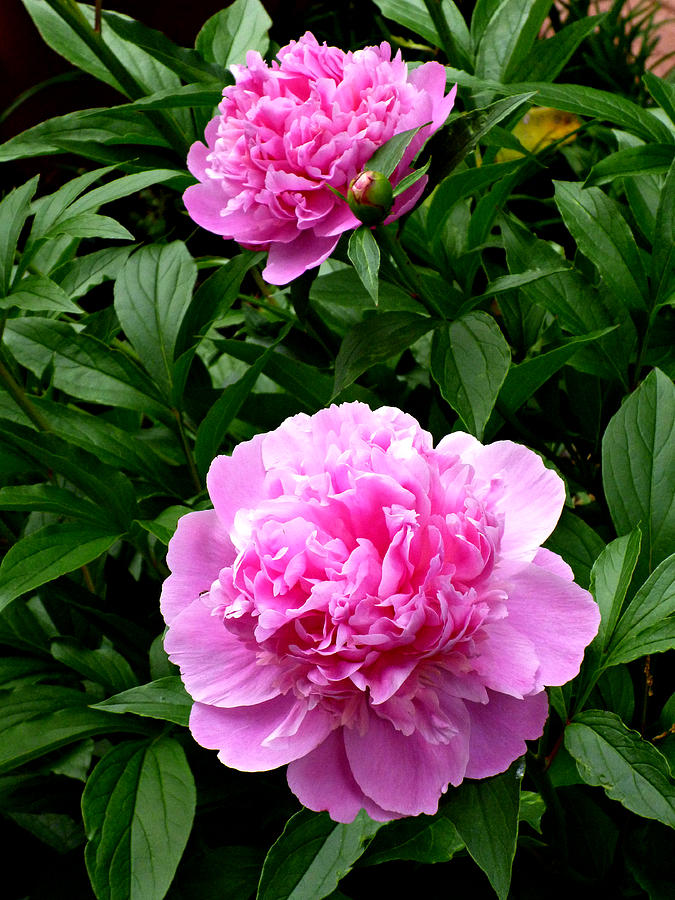 Peonies by Pearl Photograph by Mike McBrayer