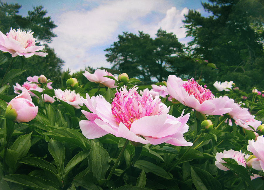 Peonies in Bloom Photograph by Jessica Jenney