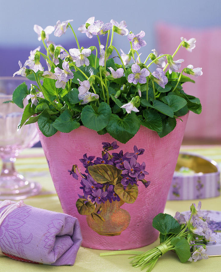 Peonies In Pot With Violet Napkin Decoration Photograph by Friedrich Strauss