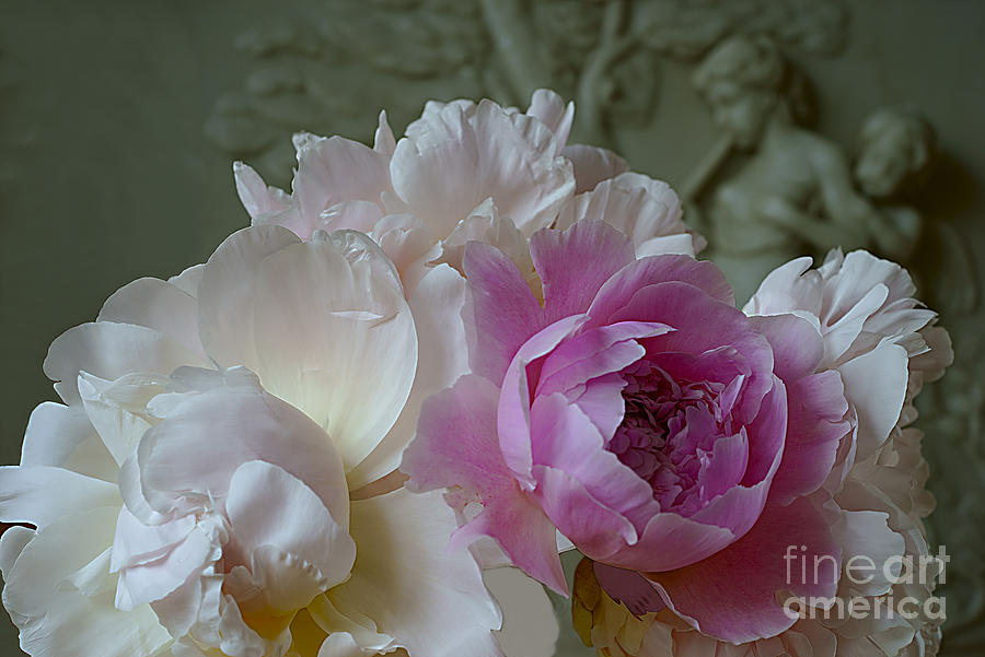 Peonies In The Classic Style. Photograph by Alexander Vinogradov