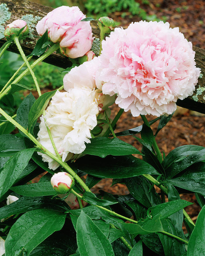 Peonies Photograph By John M. Hall Photographs - Pixels